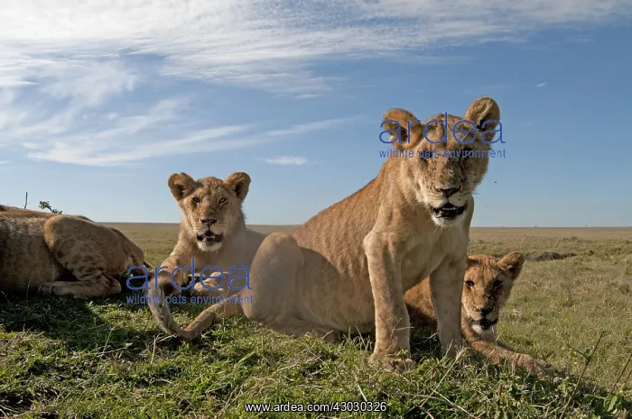  : Mammal. African Lion, Masai mara, Kenya