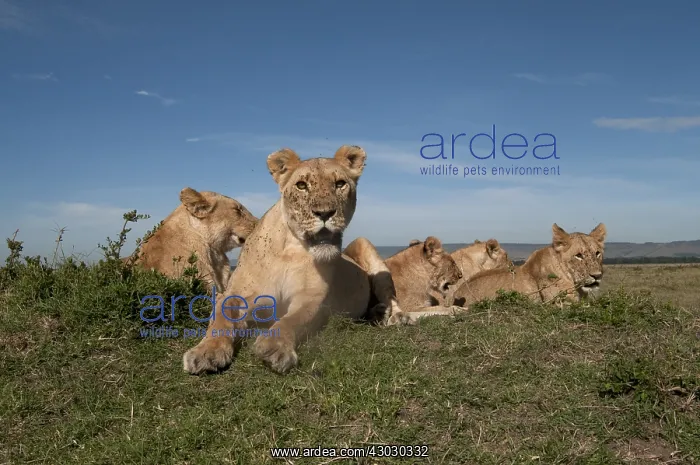  : Mammal. African Lion, Masai mara, Kenya