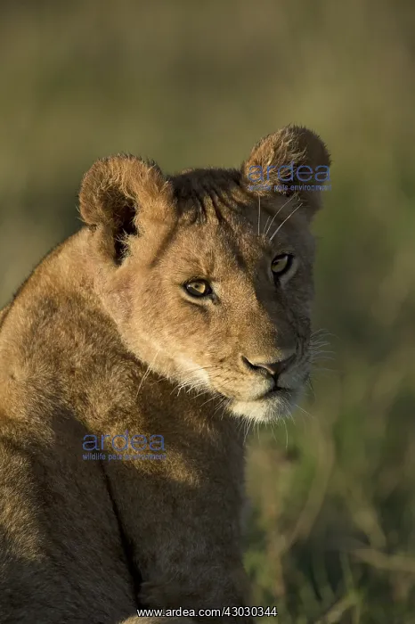  : Mammal. African Lion, Masai mara, Kenya