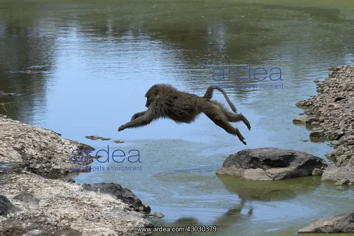 : Mammal, Anubis Baboon jumping water, Masai Mara, Kenya : Mammal, Anubis Baboon jumping water, Masai Mara, Kenya