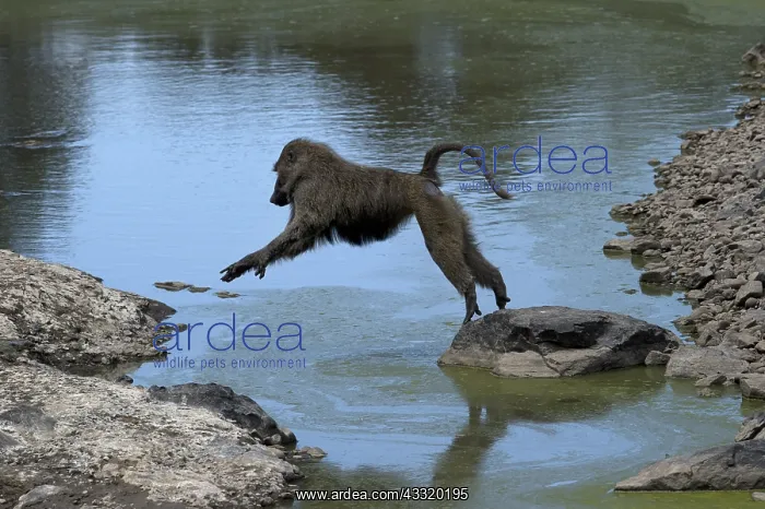 : Mammal, Anubis Baboon jumping water, Masai Mara, Kenya : Mammal, Anubis Baboon jumping water, Masai Mara, Kenya