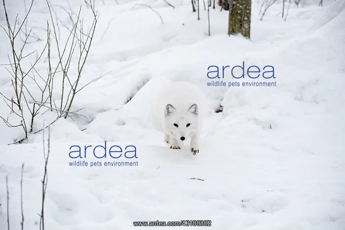 : Mammal. Arctic Fox : Mammal. Arctic Fox