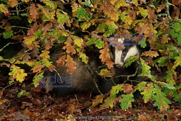  : MAMMAL. Badger looking out from under a tree with