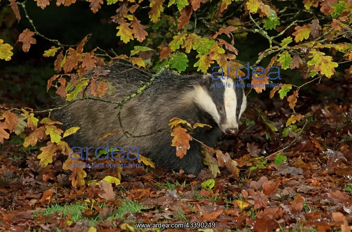 : MAMMAL. Badger looking out from under a tree with : MAMMAL. Badger looking out from under a tree with