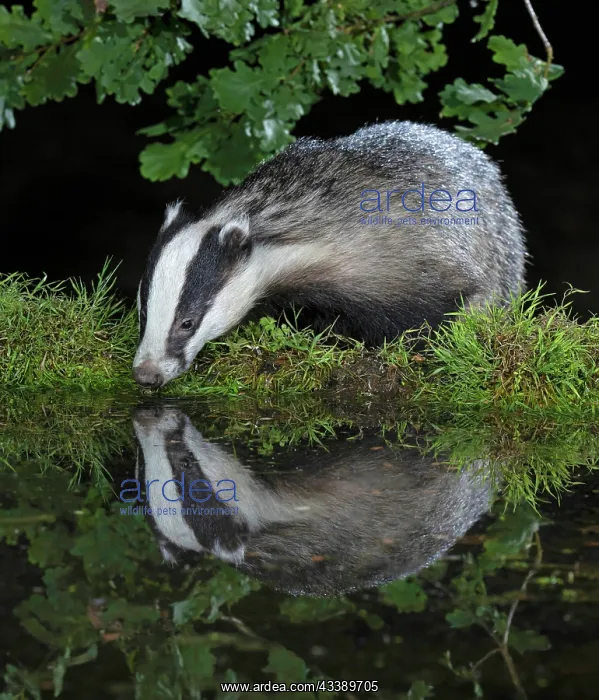  : MAMMAL. Badger at a pool drinking, with reflection