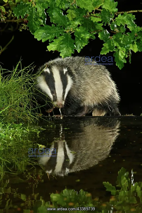 : MAMMAL. Badger at a pool drinking, with reflection : MAMMAL. Badger at a pool drinking, with reflection