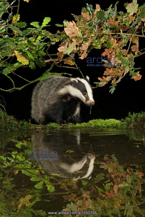 : MAMMAL. Badger at a pool drinking, with reflection : MAMMAL. Badger at a pool drinking, with reflection