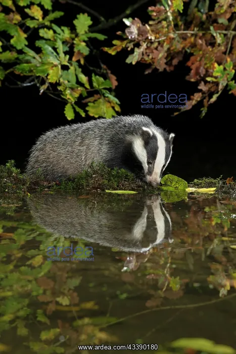 : MAMMAL. Badger at a pool drinking, with reflection : MAMMAL. Badger at a pool drinking, with reflection
