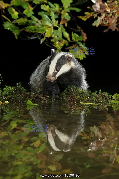  : MAMMAL. Badger at a pool drinking, with reflection