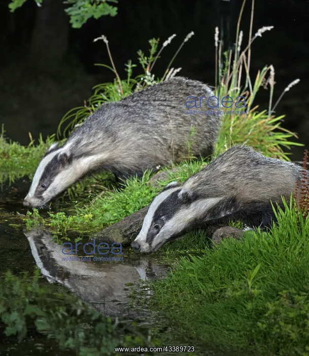 : MAMMAL. Badgers at a pool drinking, with reflection : MAMMAL. Badgers at a pool drinking, with reflection
