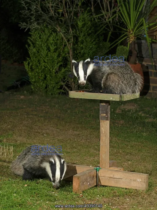 : Mammal. Badgers, young badgers feeding on and : Mammal. Badgers, young badgers feeding on and