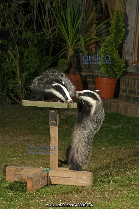 : Mammal. Badgers, young badgers feeding on and : Mammal. Badgers, young badgers feeding on and