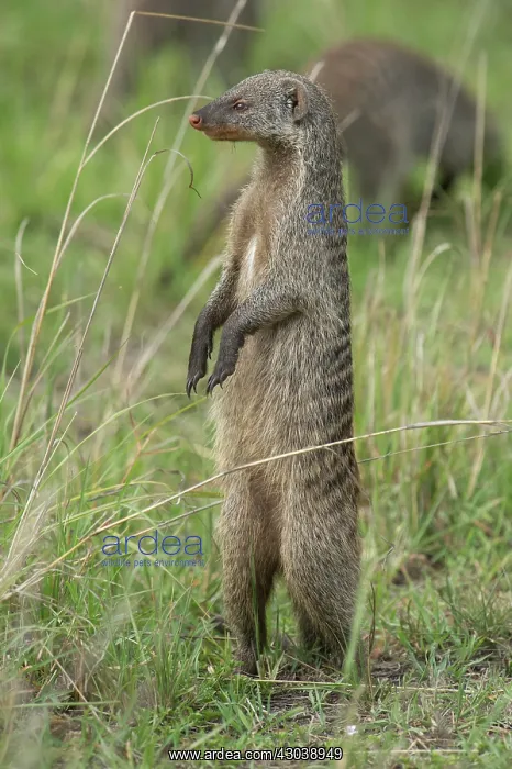 : Mammal. Banded Mongoose, standing up looking around.Masai : Mammal. Banded Mongoose, standing up looking around.Masai