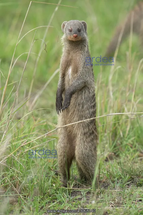: Mammal. Banded Mongoose, standing up looking around.Masai : Mammal. Banded Mongoose, standing up looking around.Masai