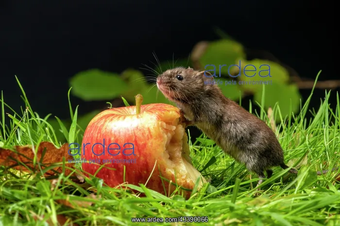 : MAMMAL. Bank Vole. on grass with feet up on a half : MAMMAL. Bank Vole. on grass with feet up on a half