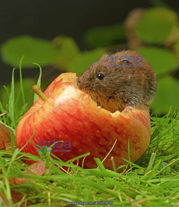 : MAMMAL. Bank Vole. on grass with a half eaten apple : MAMMAL. Bank Vole. on grass with a half eaten apple