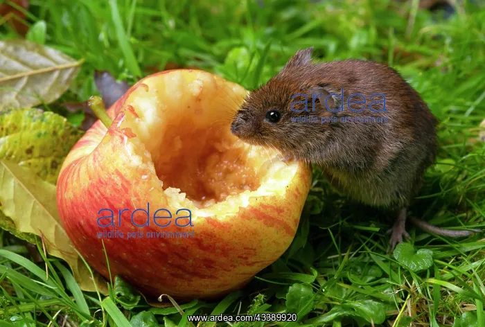  : MAMMAL. Bank Vole. on grass with a half eaten apple