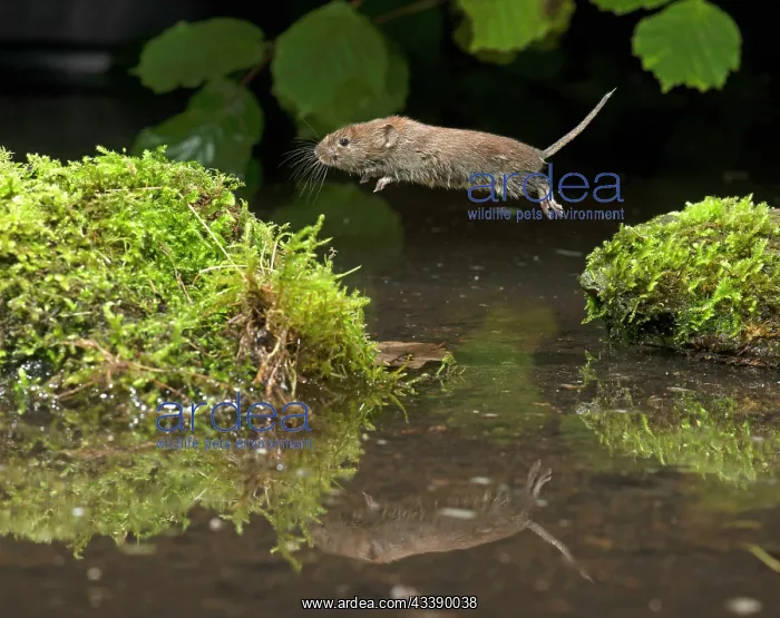 : MAMMAL. Bank Vole. jumping over water, with reflection : MAMMAL. Bank Vole. jumping over water, with reflection