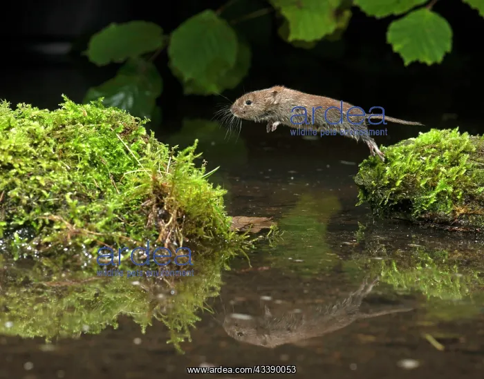 : MAMMAL. Bank Vole. jumping over water, with reflection : MAMMAL. Bank Vole. jumping over water, with reflection
