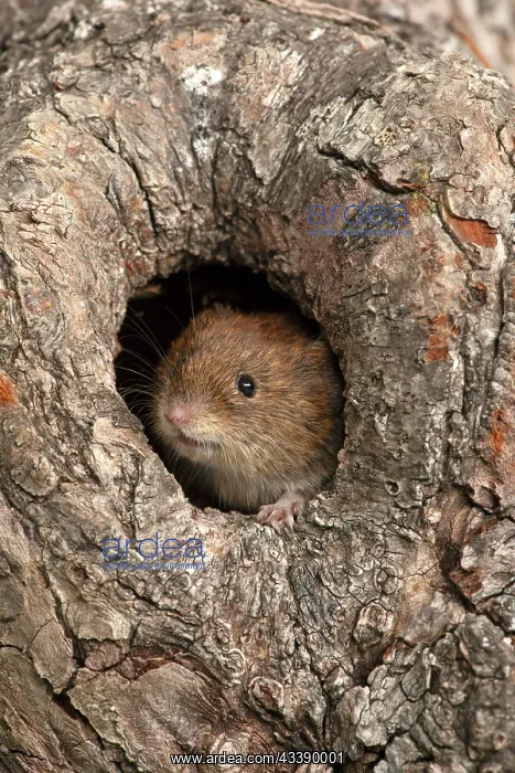 : MAMMAL. Bank Vole. looking out from a hole in a tree : MAMMAL. Bank Vole. looking out from a hole in a tree