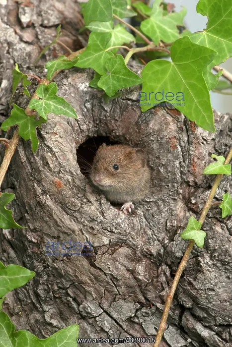 : MAMMAL. Bank Vole. looking out from a hole in a tree : MAMMAL. Bank Vole. looking out from a hole in a tree
