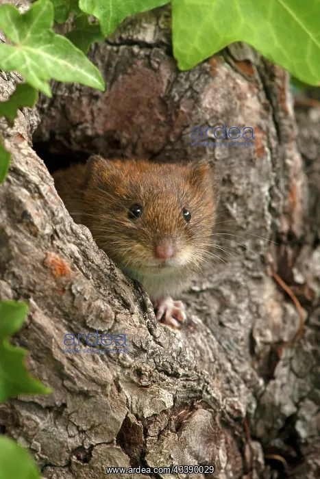  : MAMMAL. Bank Vole. looking out from a hole in a tree