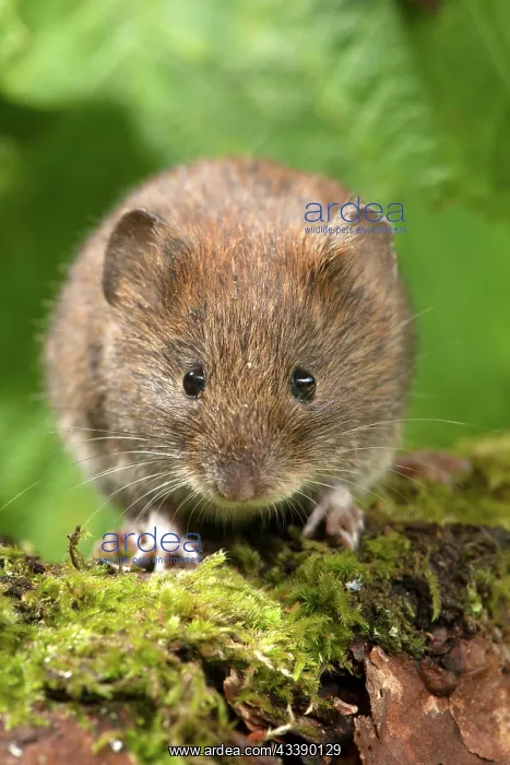 : MAMMAL. Bank Vole. on a mossy log, looking to camera : MAMMAL. Bank Vole. on a mossy log, looking to camera