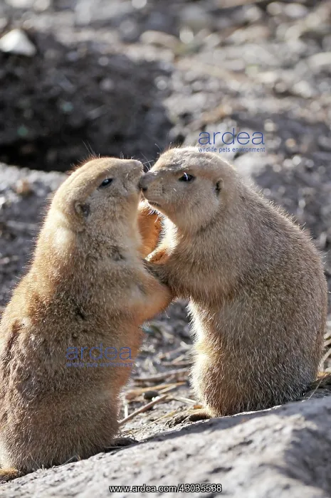 : Mammal. Black tailed prairie dogs, kissing, hugging ! : Mammal. Black tailed prairie dogs, kissing, hugging !