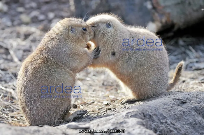 : Mammal. Black tailed prairie dogs, kissing, hugging ! : Mammal. Black tailed prairie dogs, kissing, hugging !