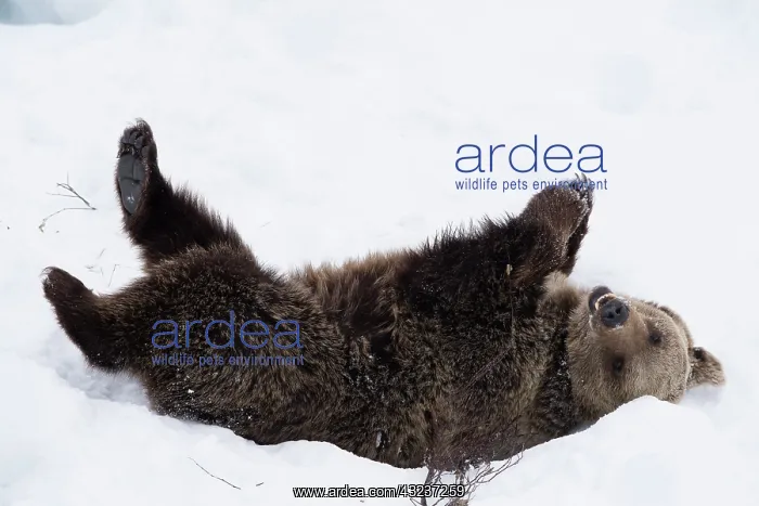 : MAMMAL. Brown Bear rolling in snow : MAMMAL. Brown Bear rolling in snow