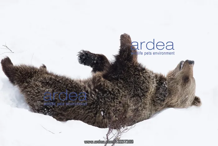 : MAMMAL. Brown Bear rolling in snow : MAMMAL. Brown Bear rolling in snow