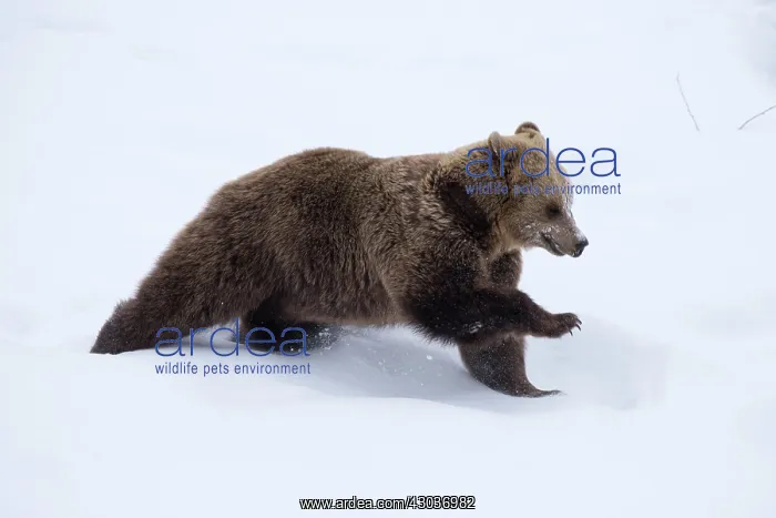: MAMMAL. Brown Bear running in snow : MAMMAL. Brown Bear running in snow