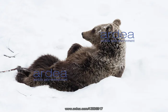 : MAMMAL. Brown Bear sitting in snow : MAMMAL. Brown Bear sitting in snow