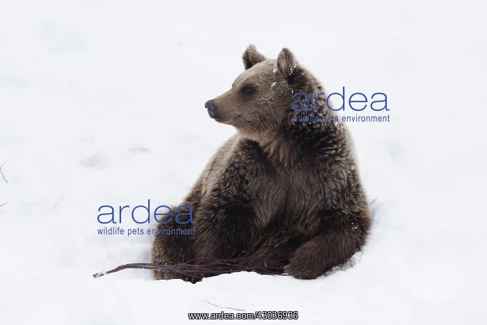 : MAMMAL. Brown Bear sitting in snow : MAMMAL. Brown Bear sitting in snow