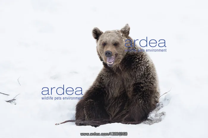 : MAMMAL. Brown Bear sitting in snow : MAMMAL. Brown Bear sitting in snow