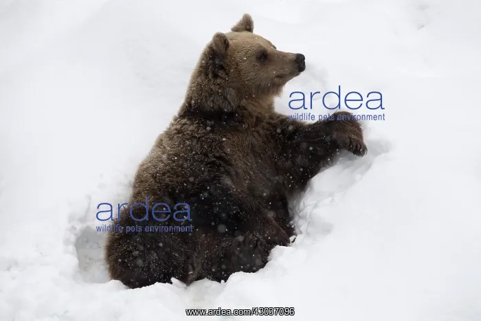 : MAMMAL. Brown Bear sitting in snow : MAMMAL. Brown Bear sitting in snow