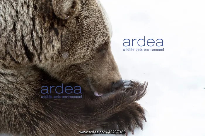: MAMMAL. Brown Bear in snow, head & shoulders, lickin : MAMMAL. Brown Bear in snow, head & shoulders, lickin