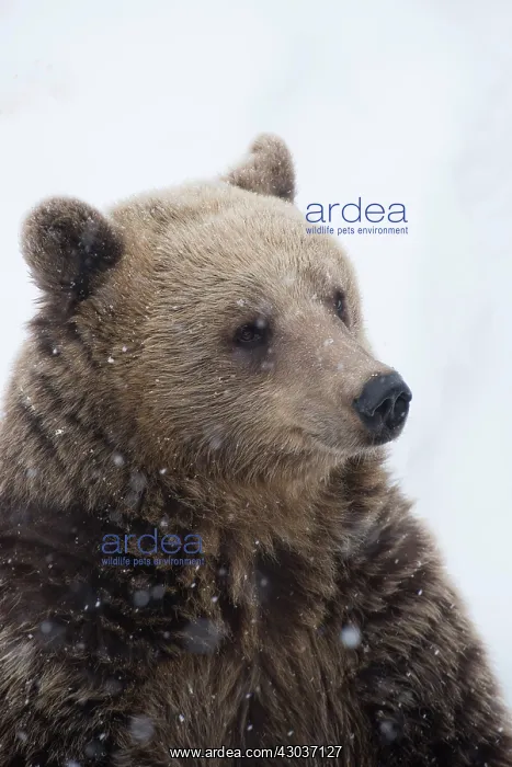 : MAMMAL. Brown Bear in snow, head & shoulders MAMMAL : MAMMAL. Brown Bear in snow, head & shoulders MAMMAL