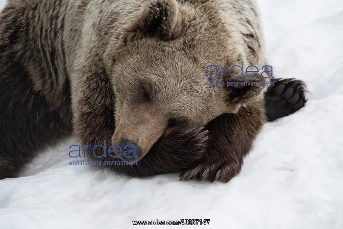 : MAMMAL. Brown Bear in snow, head & shoulders, sleepi : MAMMAL. Brown Bear in snow, head & shoulders, sleepi