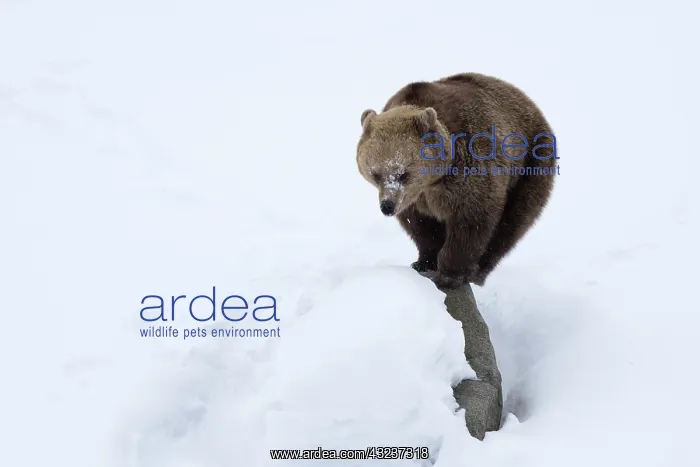 : MAMMAL. Brown Bear standing on a rock in snow : MAMMAL. Brown Bear standing on a rock in snow