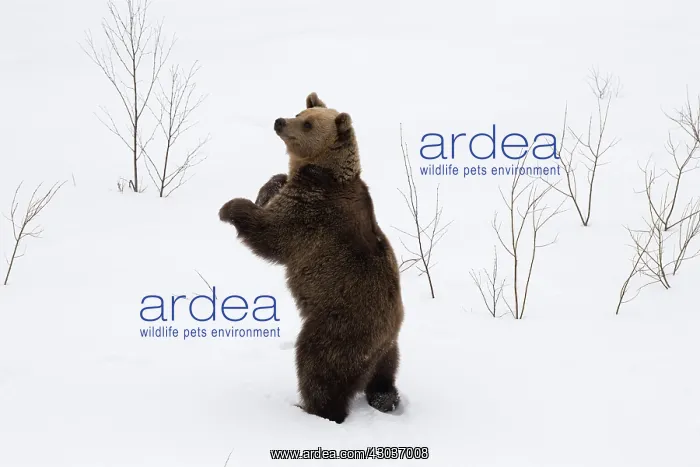 : MAMMAL. Brown Bear standing in snow : MAMMAL. Brown Bear standing in snow