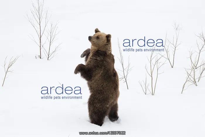  : MAMMAL. Brown Bear standing in snow