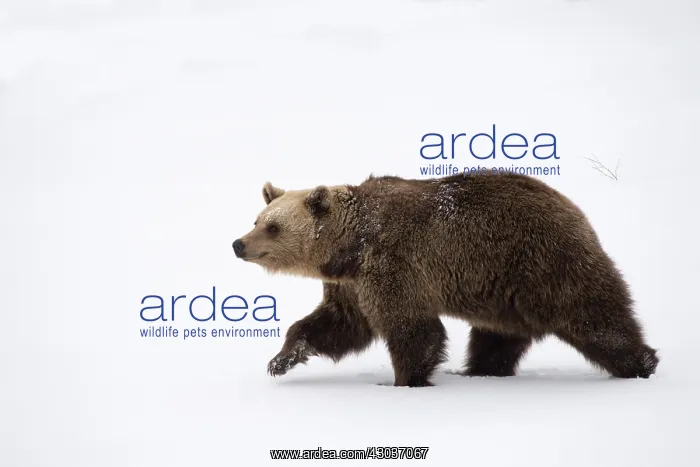: MAMMAL. Brown Bear walking deep in snow : MAMMAL. Brown Bear walking deep in snow