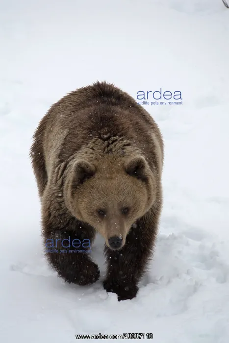 : MAMMAL. Brown Bear walking deep in snow : MAMMAL. Brown Bear walking deep in snow