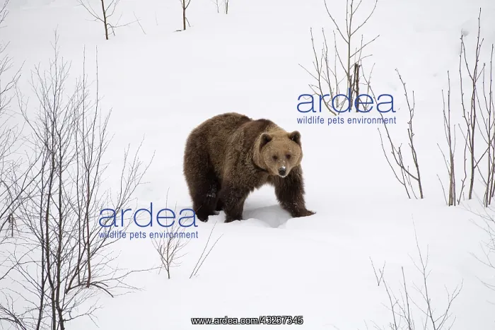 : MAMMAL. Brown Bear walking deep in snow : MAMMAL. Brown Bear walking deep in snow