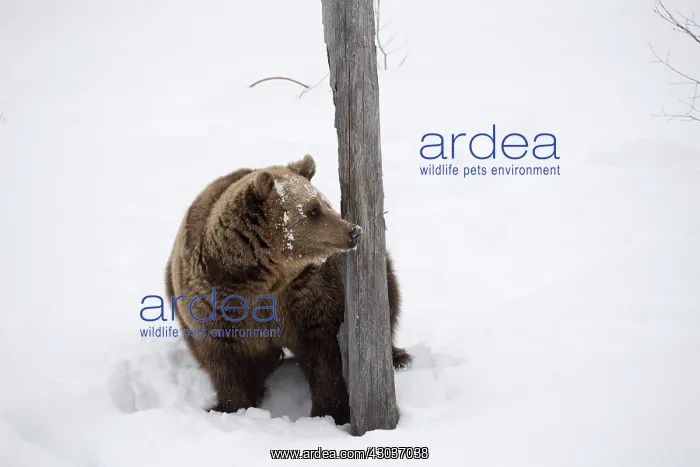 : MAMMAL. Brown Bear walking in deep snow with trees and : MAMMAL. Brown Bear walking in deep snow with trees and