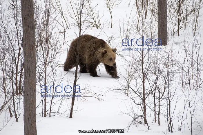 : MAMMAL. Brown Bear walking in deep snow with trees and : MAMMAL. Brown Bear walking in deep snow with trees and