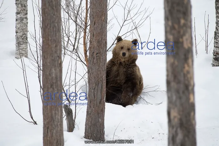 : MAMMAL. Brown Bear walking in deep snow with trees and : MAMMAL. Brown Bear walking in deep snow with trees and