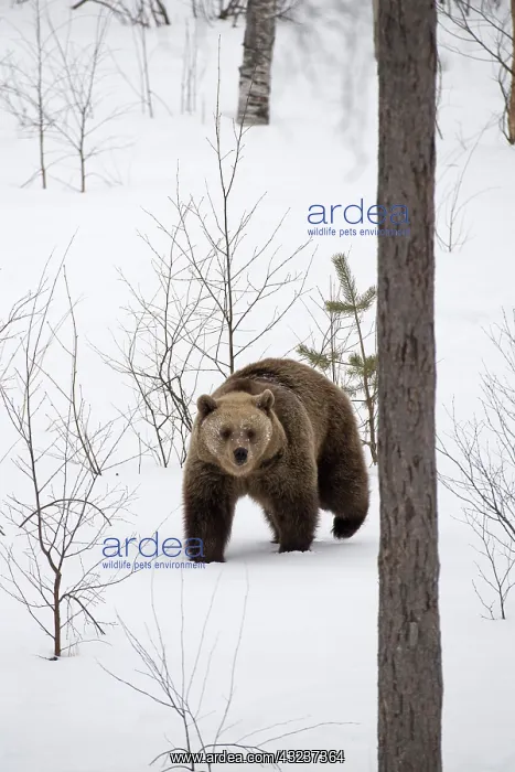 : MAMMAL. Brown Bear walking in deep snow with trees and : MAMMAL. Brown Bear walking in deep snow with trees and