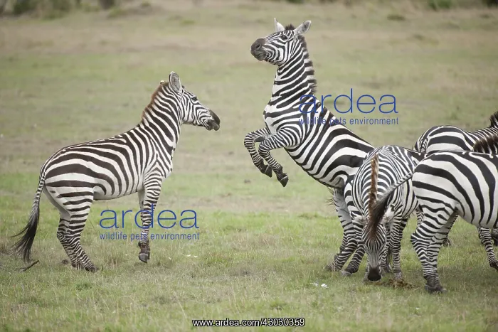 : Mammal. Burchell's Zebra, Masai Mara, Kenya Mammal : Mammal. Burchell's Zebra, Masai Mara, Kenya Mammal
